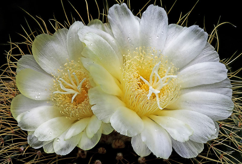 Parodia warasii